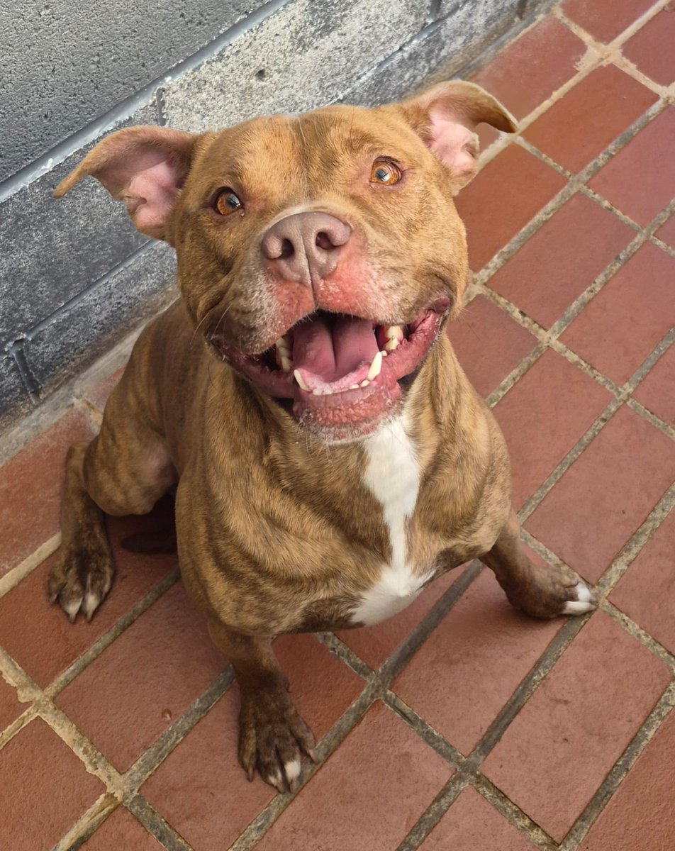 AdoptionsUk's tweet image. Urgent, please retweet to help Simba find a rescue shelter space - DUE TO BE KILLED IN A COUNCIL POUND 21 APRIL 2026 💔💔💔
We have days left to save this lovely young boys life 
Please help by sharing and tagging EVERYWHERE!!!
💔 Shares for rescue only please, not available for