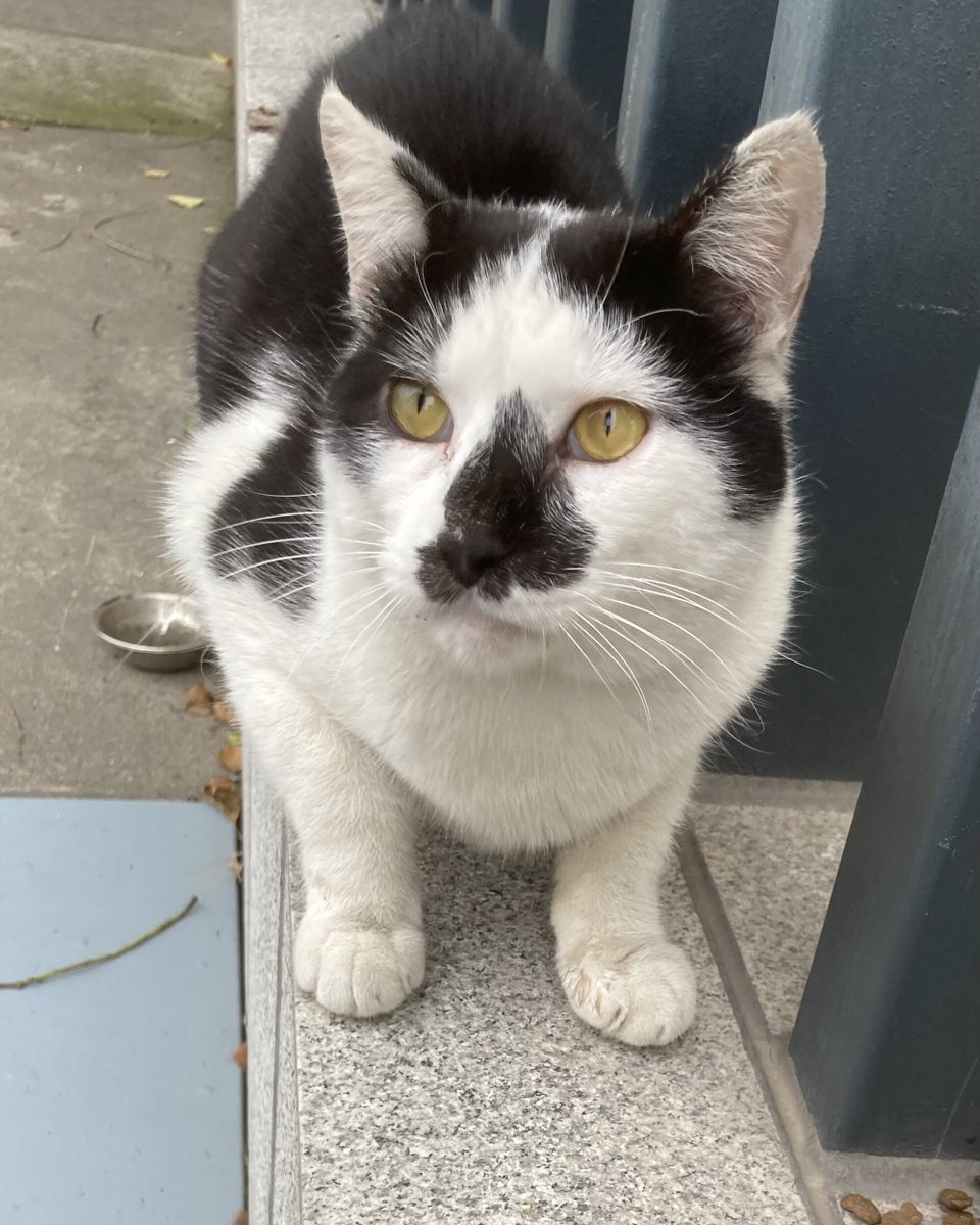 半个月前来过的小丑奶牛。这家伙应该是四处乱逛的小狗橘带回来的，总跟它打闹玩耍，但小白花很怕它。玩了一天又消失了，下次再见就不知道是什么时候了。