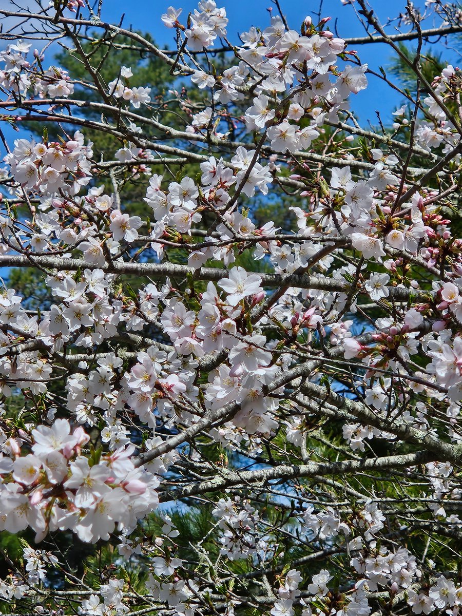 HutchisonLmhc's tweet photo. Enjoy your weekend, everyone! I love this time of year. #Saturday #nature  #floweringtree https://t.co/yN4z006L1Q