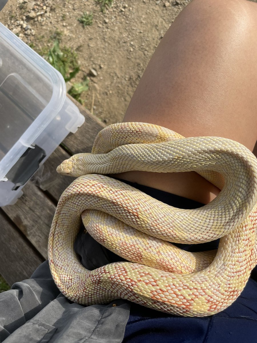 슬링키 tweet media