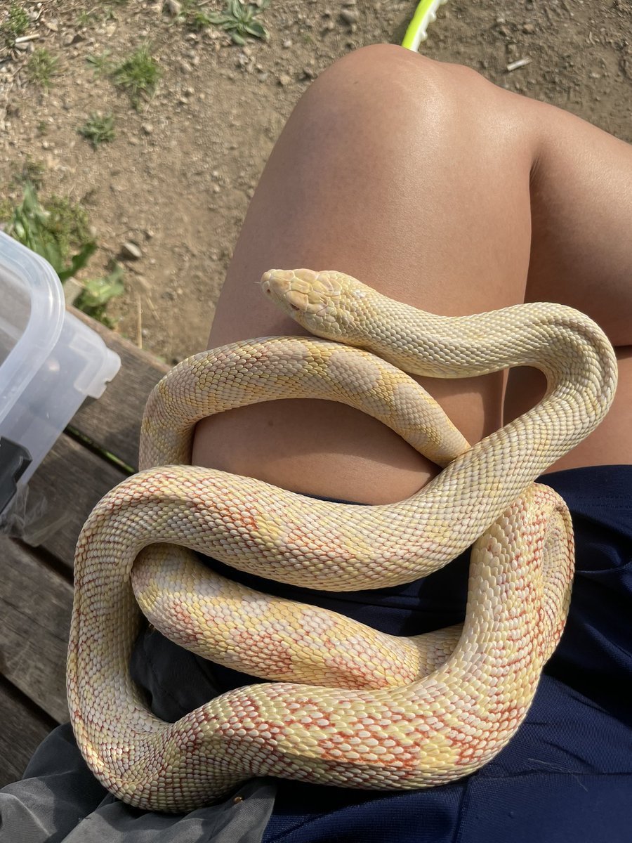 슬링키 tweet media