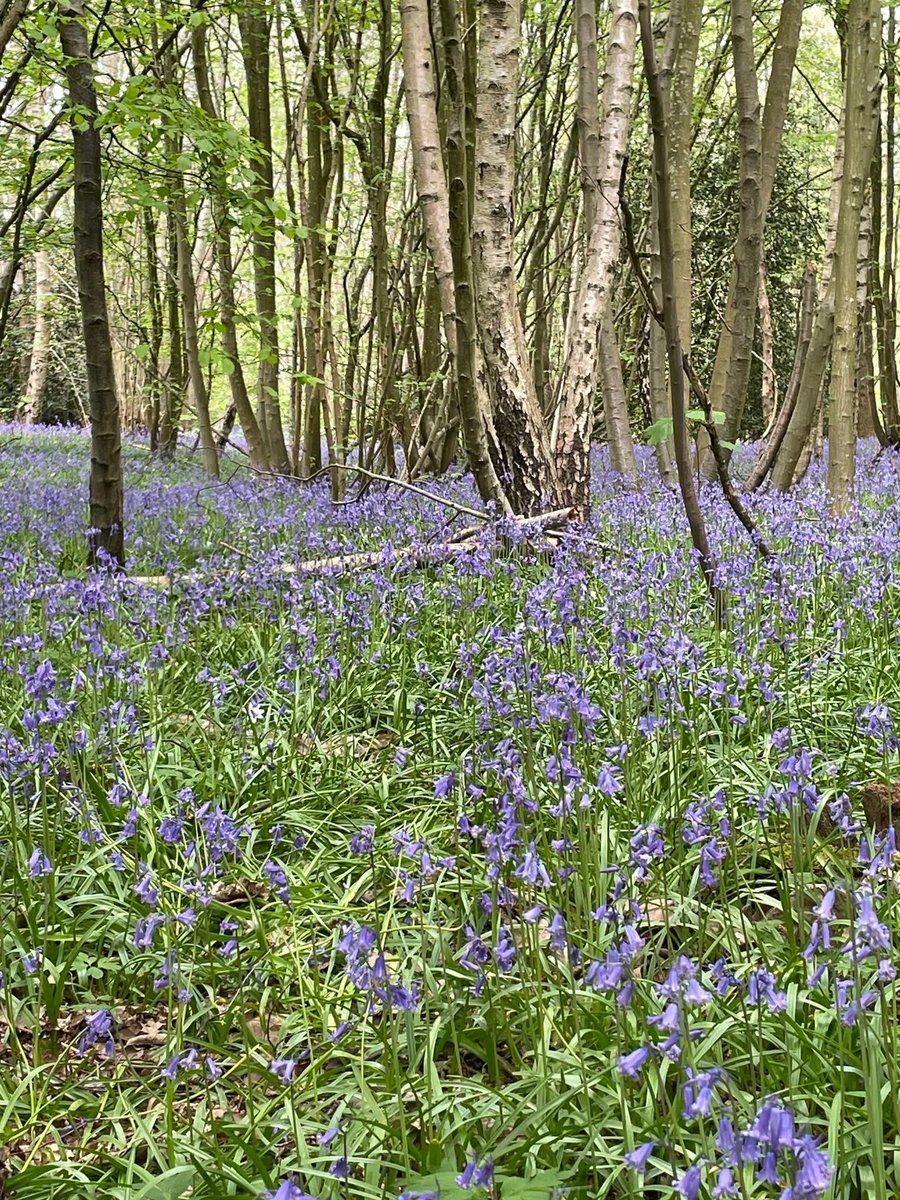 TrisOsborneMP's tweet photo. With the hustle of busy lives we lead its sometimes worth reminding ourselves of the beauty of our natural heritage in Kent.
We are truly blessed 🇬🇧
Why not take a walk with friends and family and enjoy.
H/T Kent Views https://t.co/KRM8cYTolG