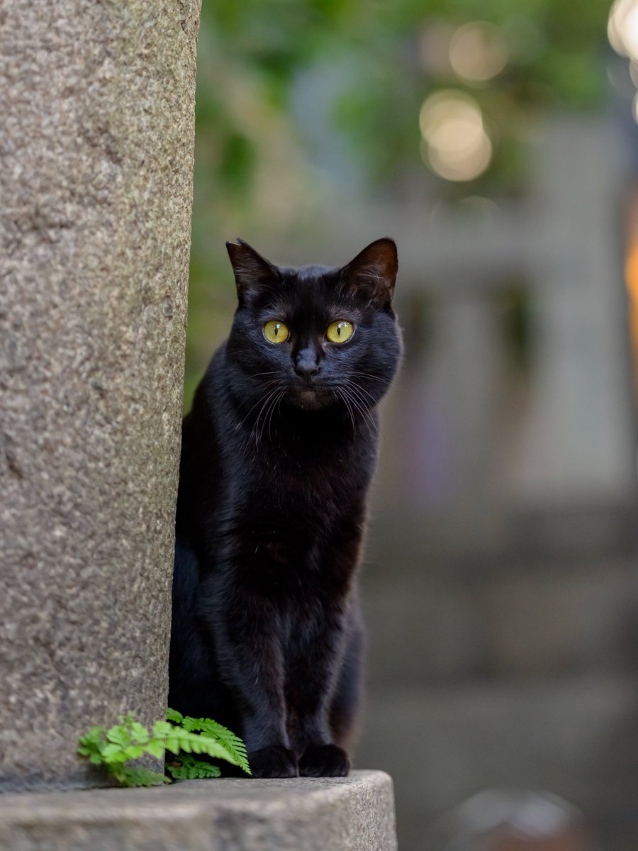 nekoneko174703's tweet photo. 黒ちゃん😺

#猫好きさんと繋がりたい
#写真好きな人と繋がりたい https://t.co/EcadiPIv3p