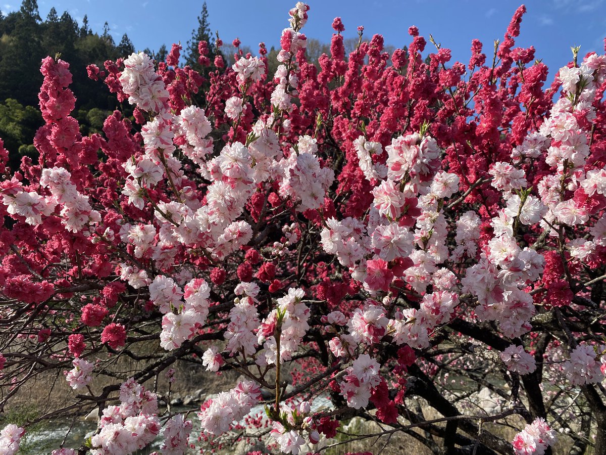 あいぽん tweet media