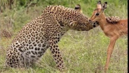 Ezekyeenda FC tweet media