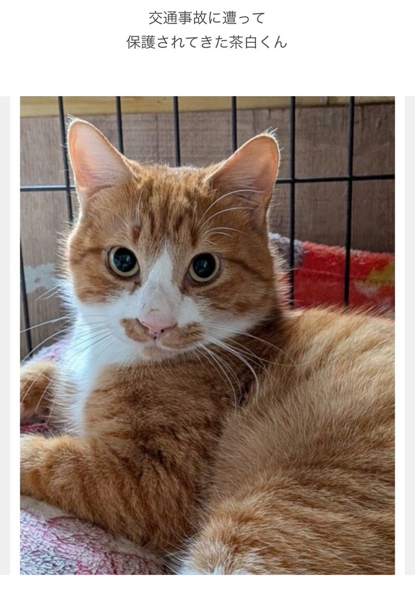 ハマちゃんご紹介⭐︎ | NPO法人　Happy-Wildcats ameblo.jp/happy-wildcats… #Amebaブログ #アメブロ