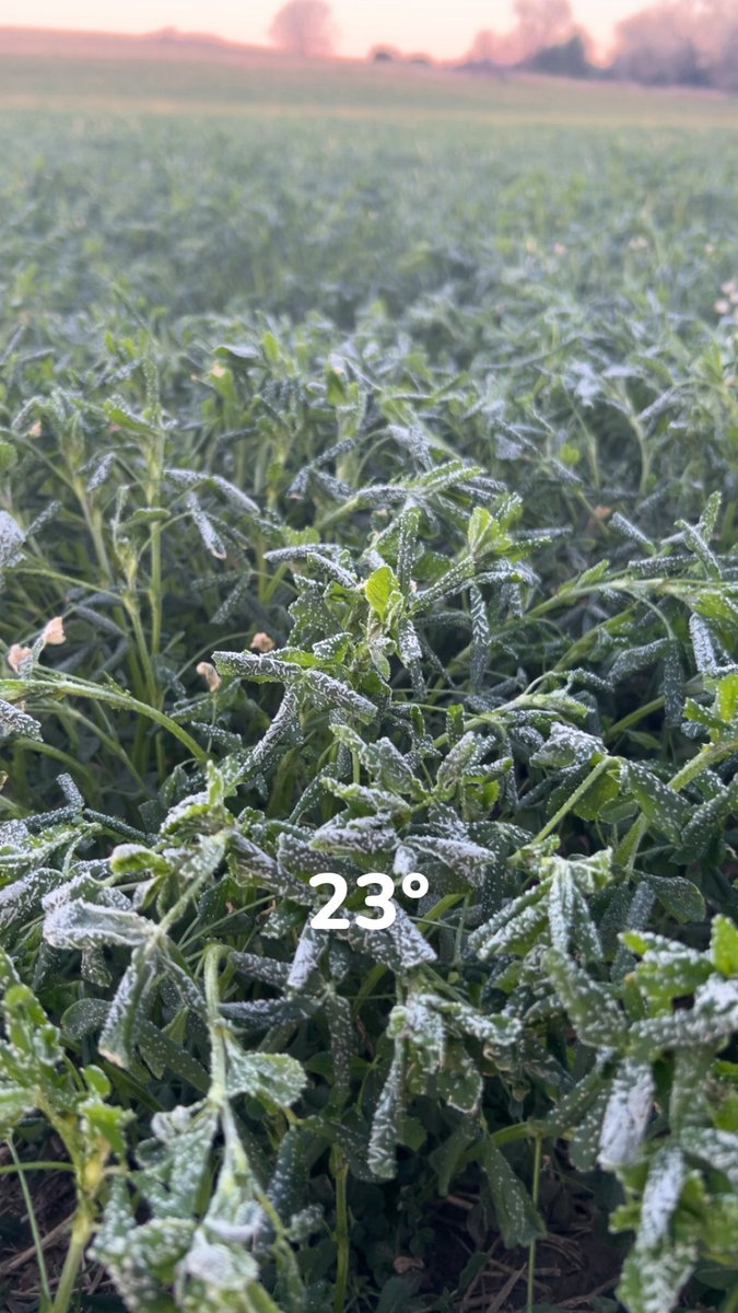 cattleNcrops83's tweet photo. Balmy 23° this morning. https://t.co/y14RUGRUGp