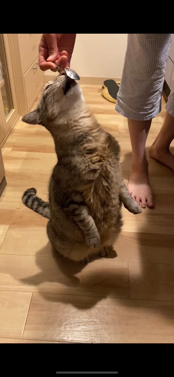 小雪どこにいますか…

もう少しでいなくなって
3年経ってしまいます…

ただ、いまでも会いたい気持ちは
変わりません

どこかで元気にしてると信じております

これからも粘り強く捜索していきます
どうか引き続き応援してくださると
幸いです

#小雪　#旭川　#迷い猫
#捜索中　#拡散希望　#北海道