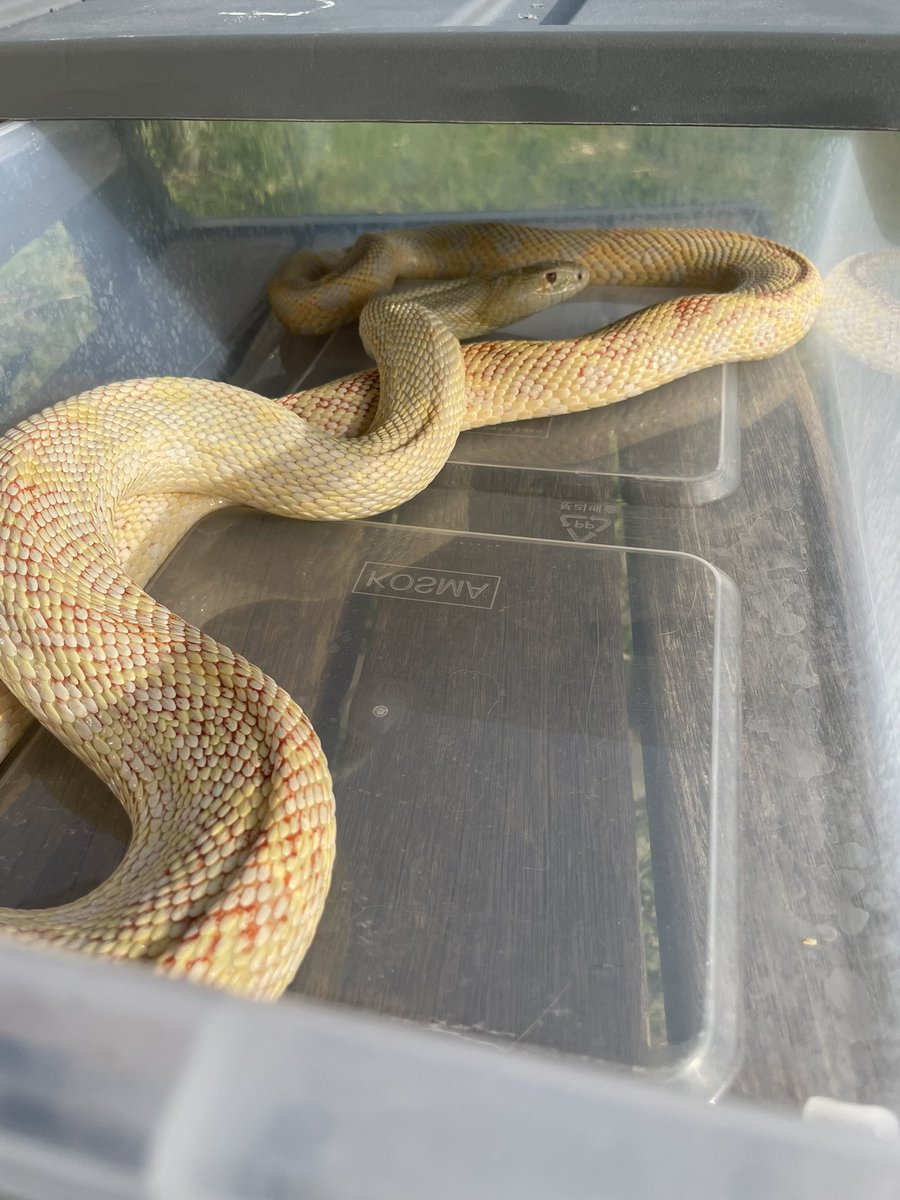 슬링키 tweet media