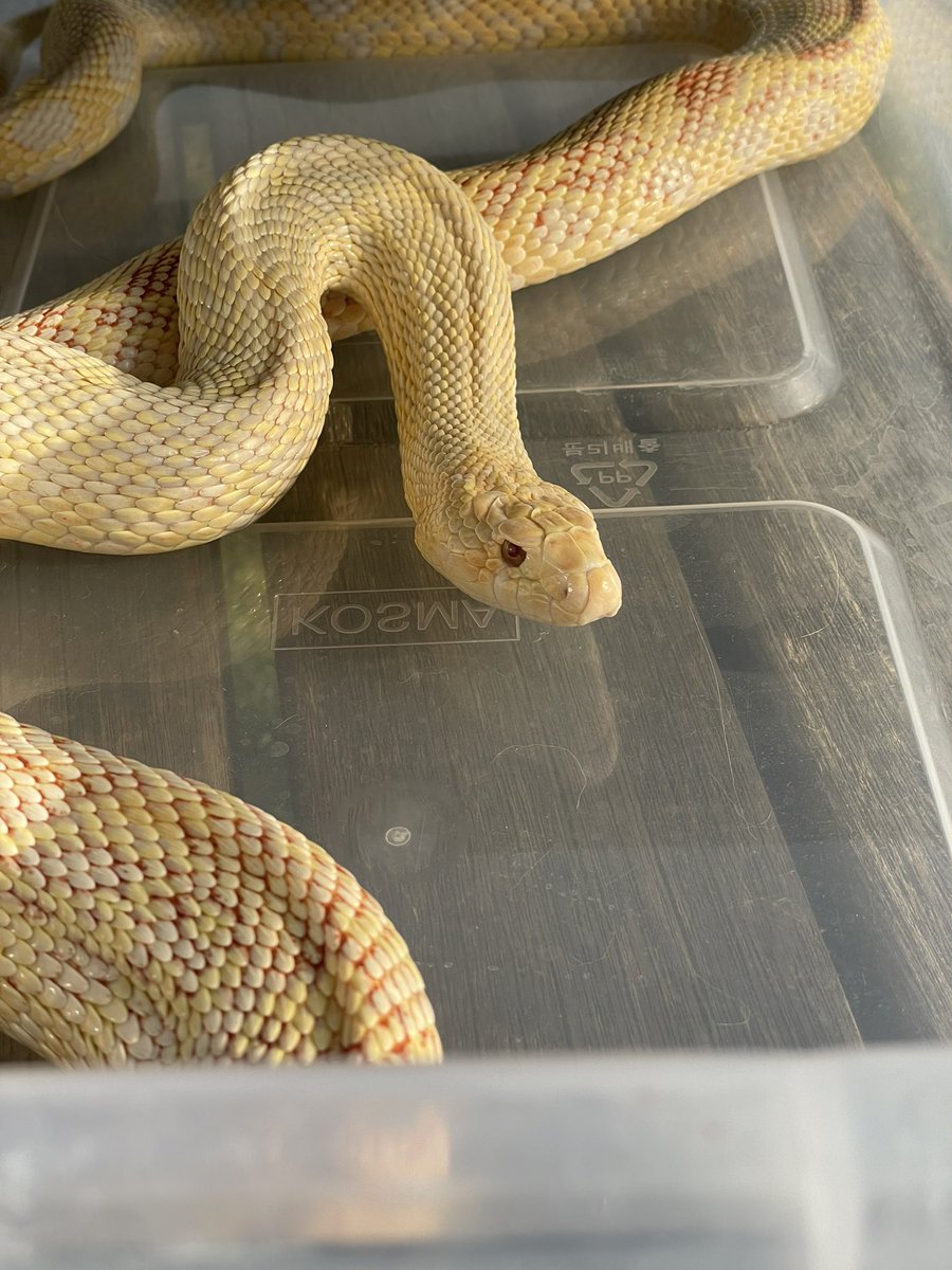 슬링키 tweet media