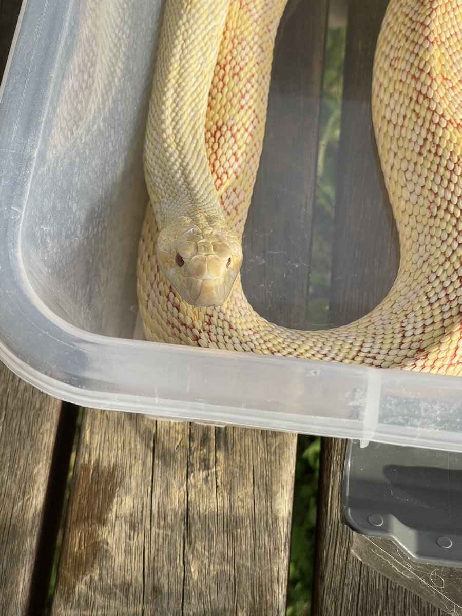 슬링키 tweet media