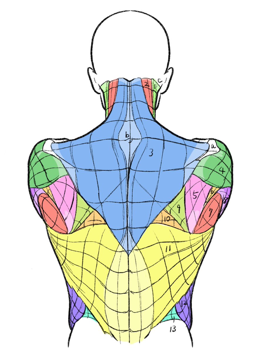 伊豆の美術解剖学者 tweet media