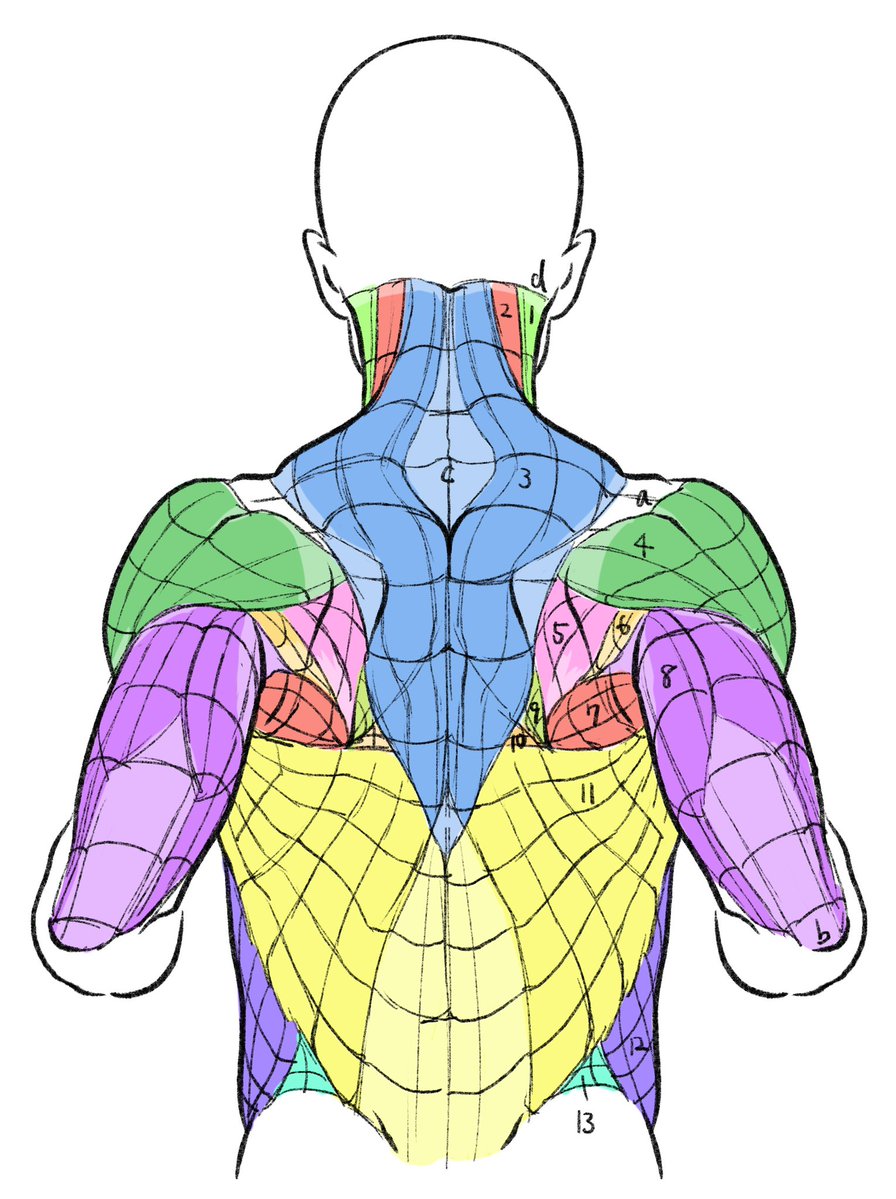 伊豆の美術解剖学者 tweet media