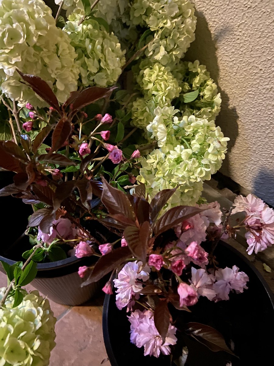 happyrize tweet media