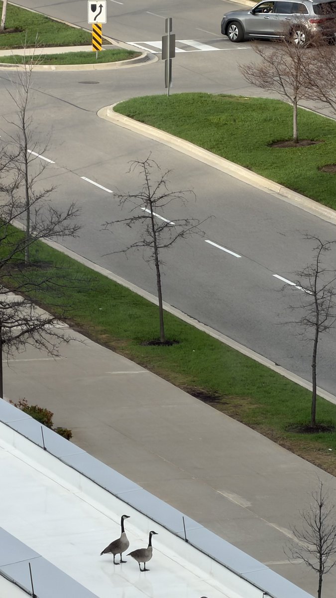 amado2k8's tweet image. #geese #canada #spring #ontario