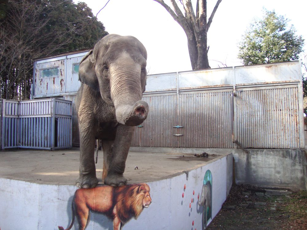 stae_elephants's tweet image. Miyako has spent over fifty years in solitary confinement in a tiny enclosure in Utsunomiya, Japan. Since she was brought to Japan aged 6 months, she has never had another elephant as a companion. Sign this petition to retire Miyako to a sanctuary.
zurl.co/pwj0A