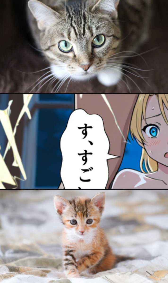 クロシロてゃん tweet media