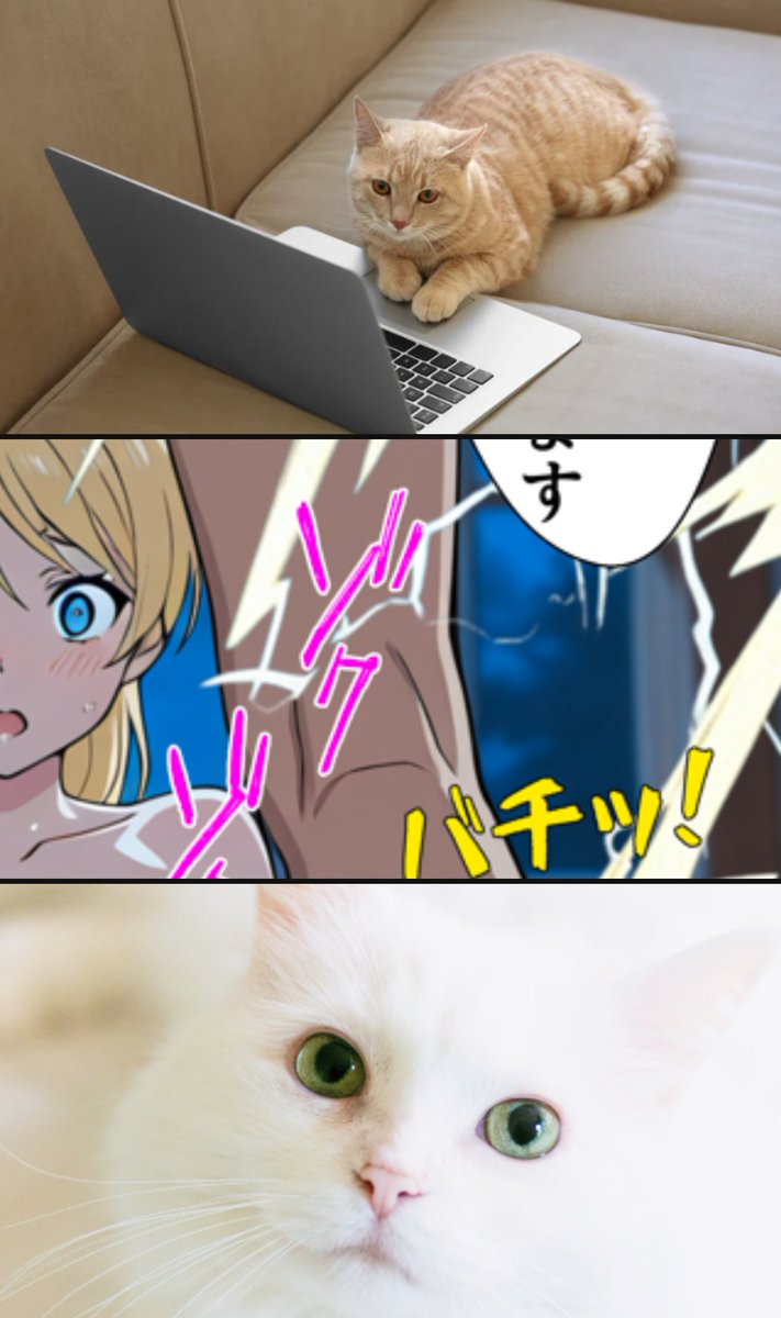 クロシロてゃん tweet media