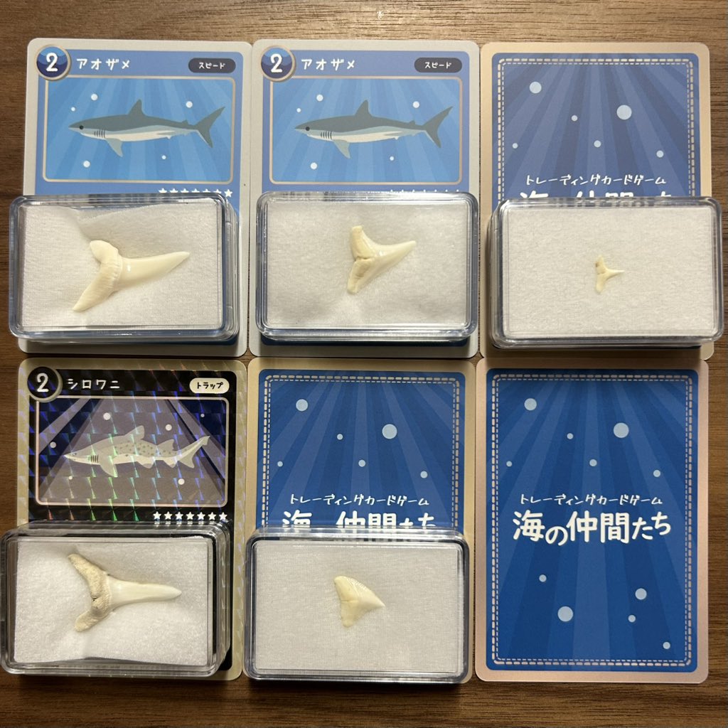 e3318tago's tweet image. スタディールーム上野に行ってきました🦈
　
イベントとかでサメの歯が増えてきたので
プラケースのみ追加購入しました
　
アオザメ×2
ツマグロ
シロワニ
ドタブカ
　のはず…
　
#サメ
#shark 

@THESTUDYROOMuen 
@uminaka_free