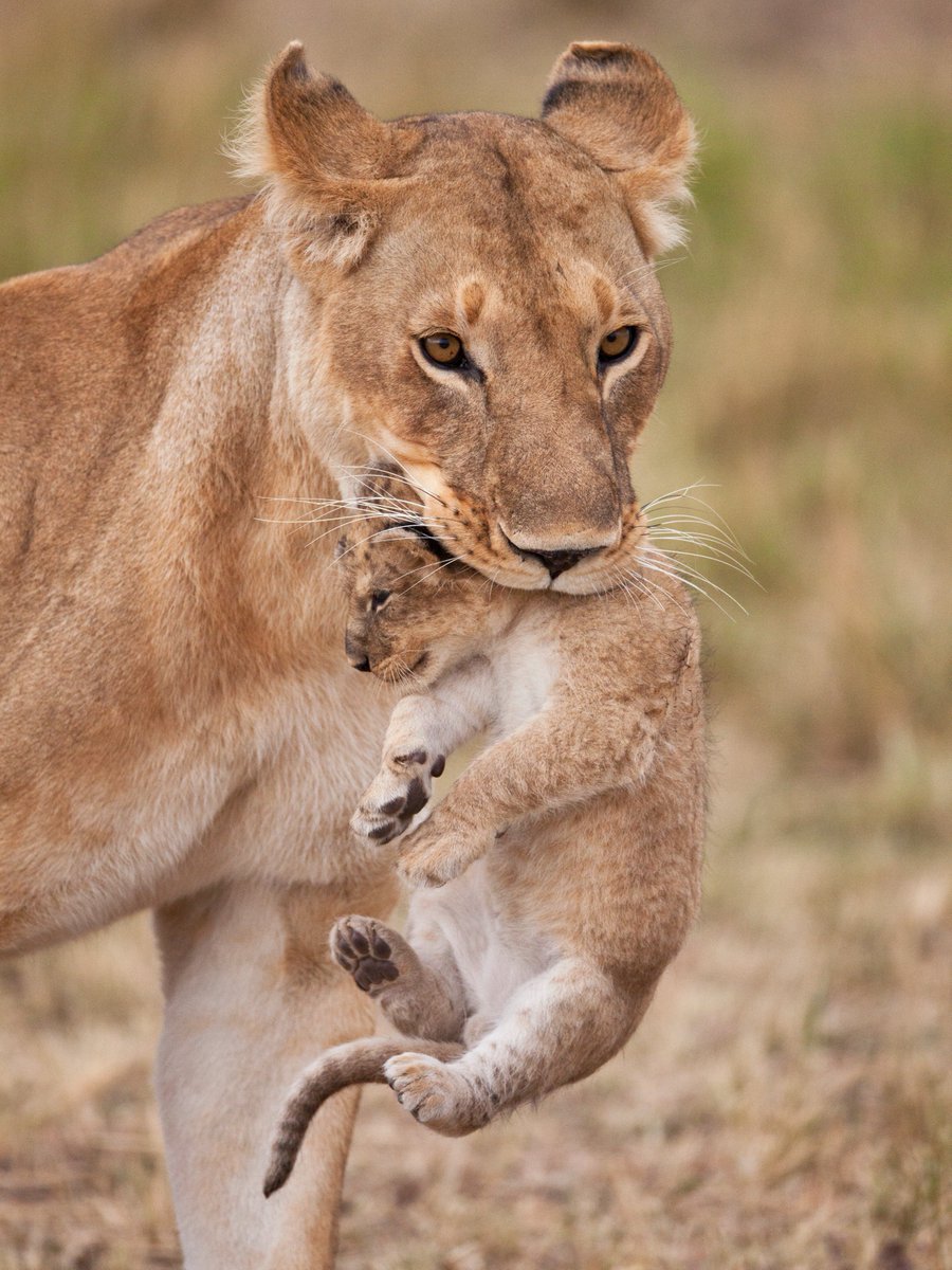 AnimalPlanet's tweet image. Mama on a mission ✅ 

📸: Martin Harvey

#lion #cubs #lioness