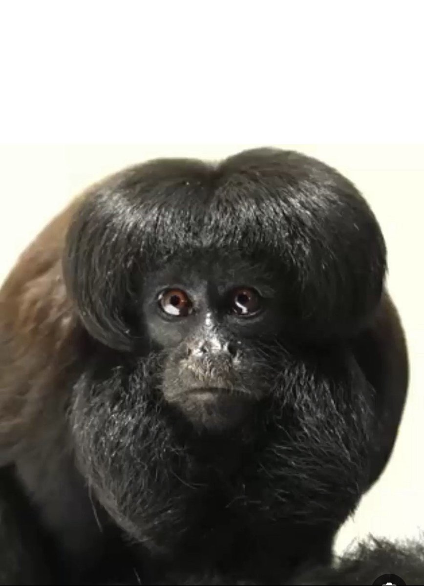 الأديب السعودي عز tweet media