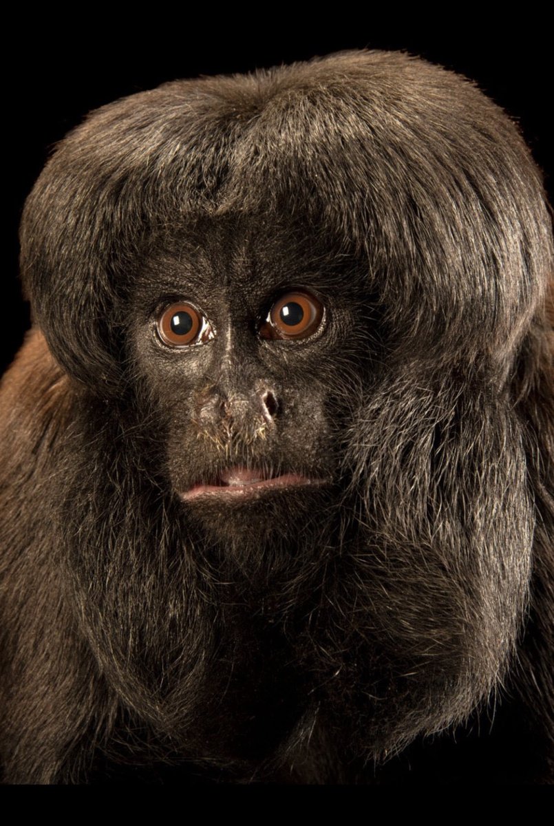 الأديب السعودي عز tweet media