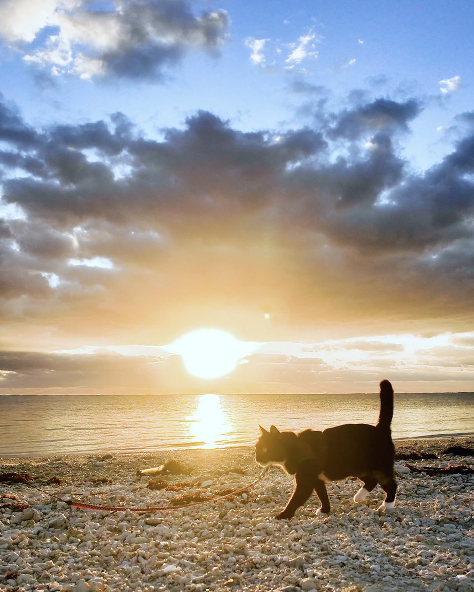 アメリカのみなさん...
日本人に必要なのは動物と自然です。
雄大な自然と生き生きした動物に、狭い生活環境にいる日本人は飢えています。
アメリカ大陸の大きさを私たちに教えてください。
