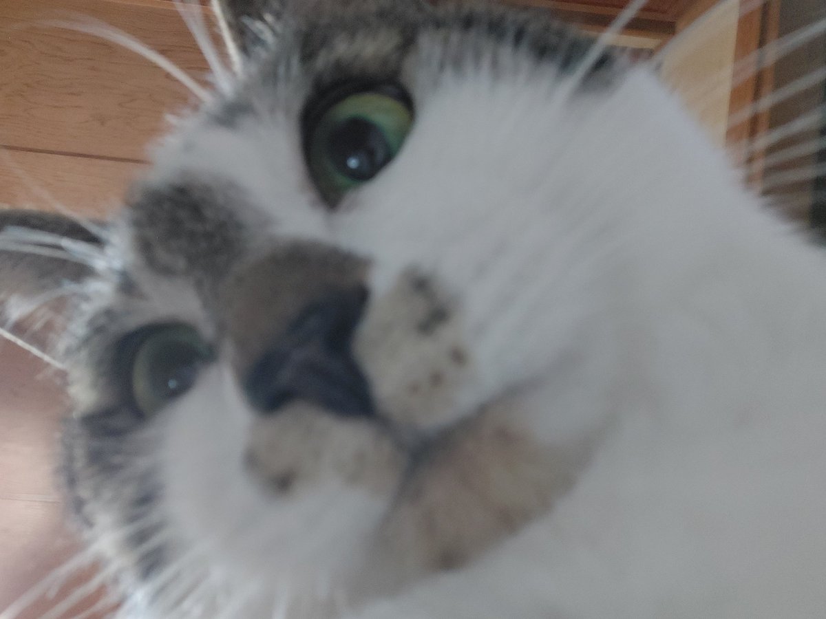 いちは𓆪 tweet media