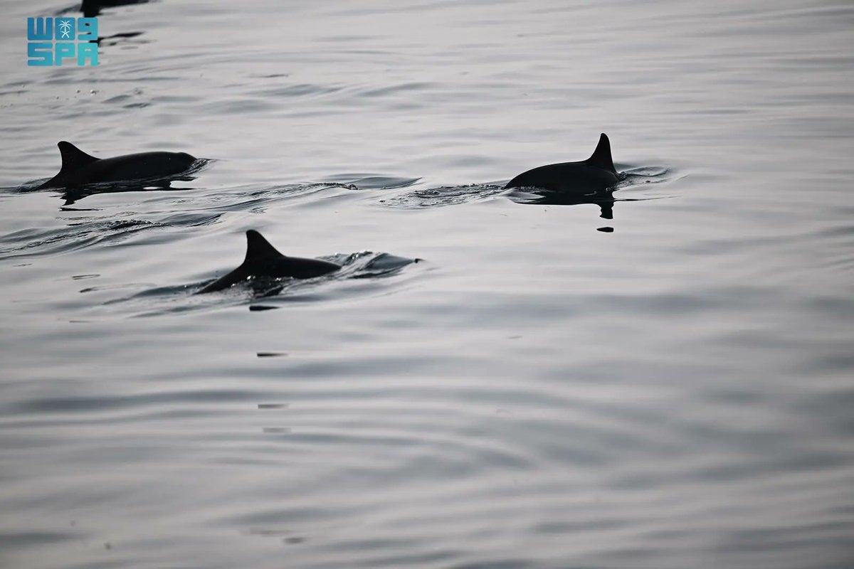 مشاهد الدلافين تُزيّن سواحل جزر فرسان وتُعزّز جاذبيتها السياحية.
spa.gov.sa/ar/w2564482
#واس