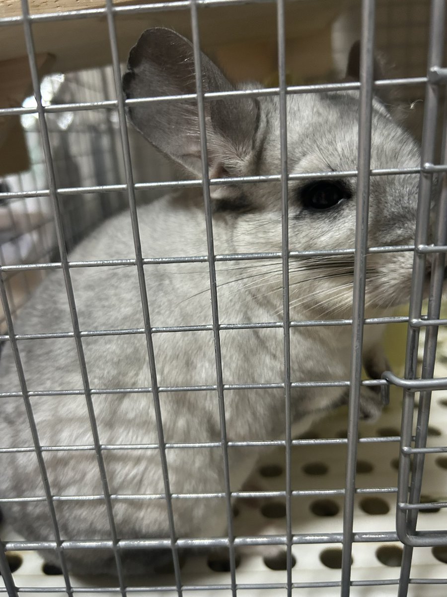 ごまママ tweet media