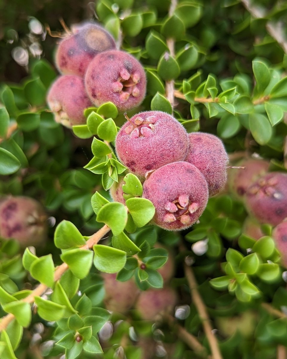 bilbilbites's tweet image. ♡⊹ ࣪ ˖🇦🇺 UNIQUE FRUITS IN AUSTRALIA FOOD POLL
#Fruits #Australia #AustralianFruits #FoodPoll #Unique #Quandong