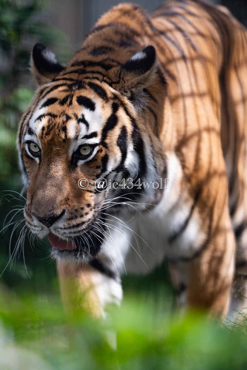 kotaka🐺🐬🔭 tweet media