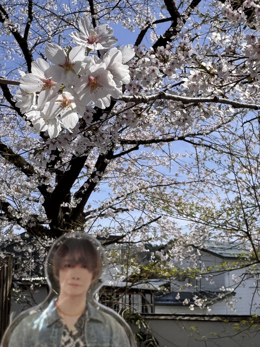 せろりさん tweet media