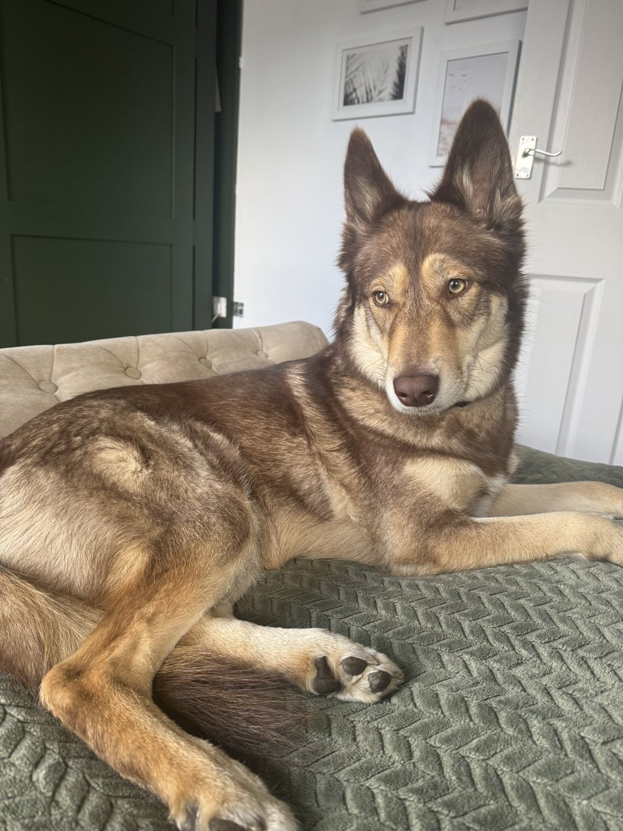 Louisew81502639's tweet image. Princess Etta👑 #Etta #dogs #dogsofx