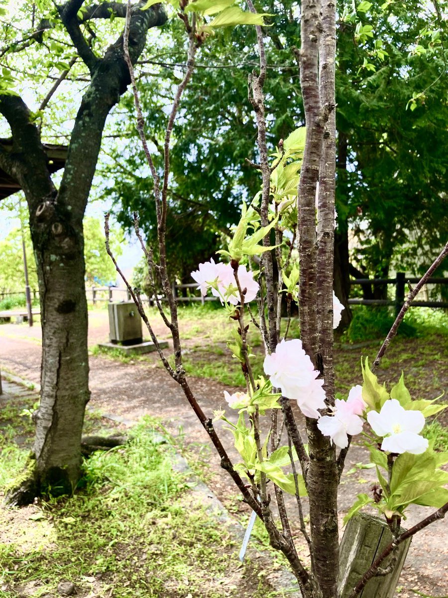 arigatobgjapan's tweet photo. 260418

사가 서복 로드(佐賀徐福ロード)

품종 「아마노가와」🌸

@BOGUMMY✨️

배우님처럼
늘씬하고 곧게 뻗은 벚꽃

조용히 하늘을 향해 가는 그 모습을
앞으로도, 살며시 지켜보겠습니다

#パク・ボゴム #박보검
#ボゴム桜🌸 https://t.co/NJCCKHi0qJ