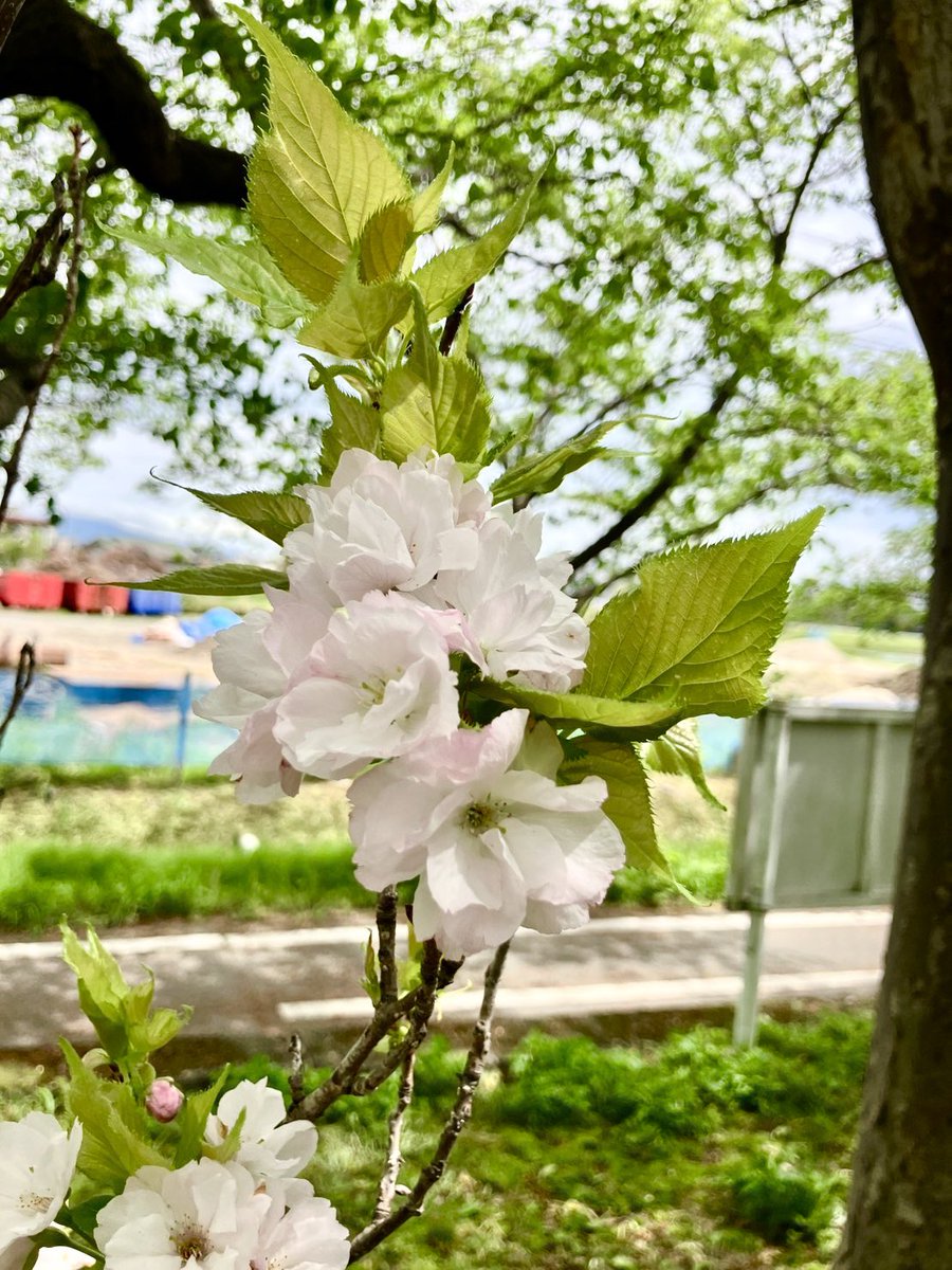 arigatobgjapan's tweet photo. 260418

사가 서복 로드(佐賀徐福ロード)

품종 「아마노가와」🌸

@BOGUMMY✨️

배우님처럼
늘씬하고 곧게 뻗은 벚꽃

조용히 하늘을 향해 가는 그 모습을
앞으로도, 살며시 지켜보겠습니다

#パク・ボゴム #박보검
#ボゴム桜🌸 https://t.co/NJCCKHi0qJ