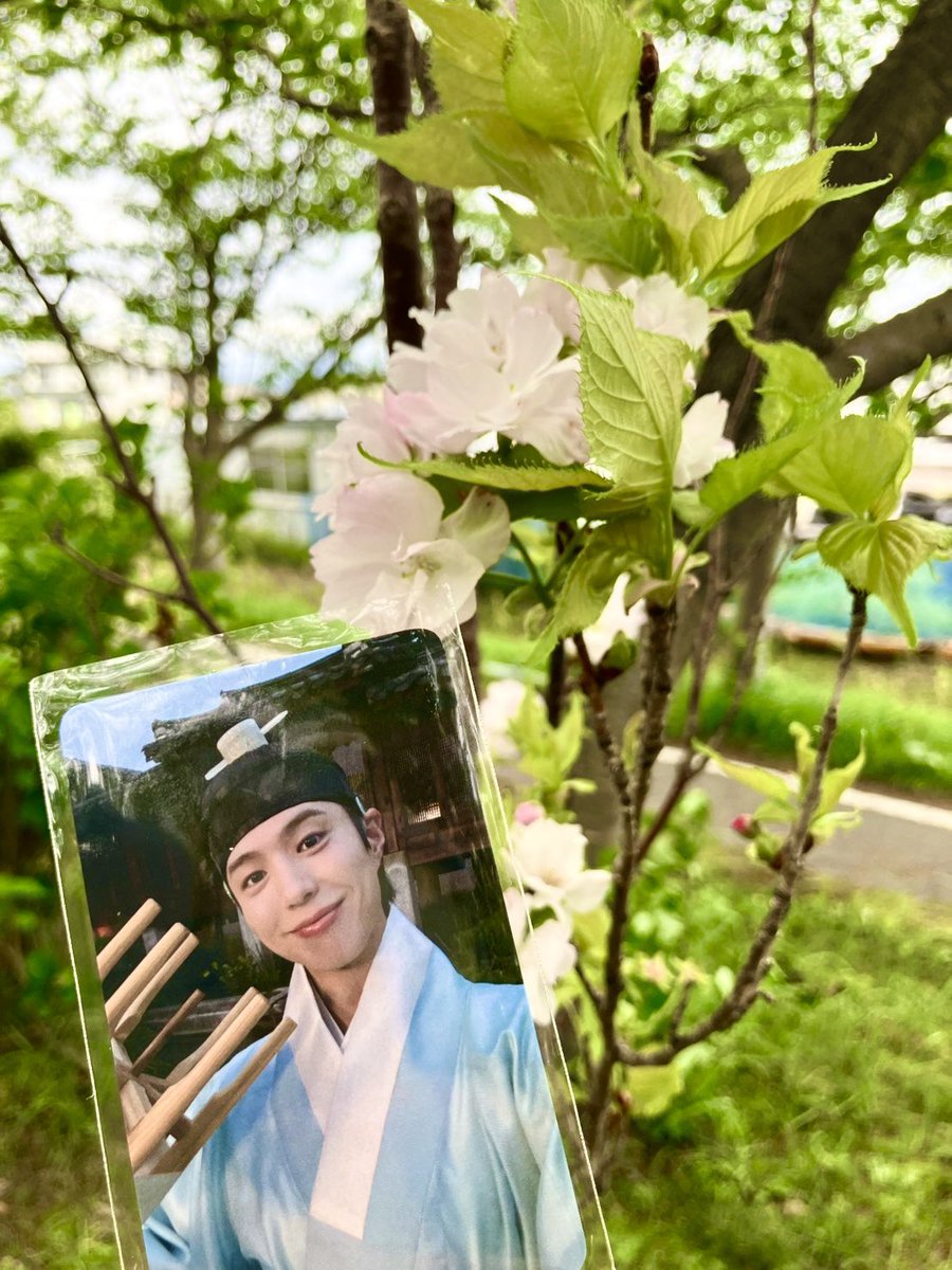 arigatobgjapan's tweet photo. 260418

사가 서복 로드(佐賀徐福ロード)

품종 「아마노가와」🌸

@BOGUMMY✨️

배우님처럼
늘씬하고 곧게 뻗은 벚꽃

조용히 하늘을 향해 가는 그 모습을
앞으로도, 살며시 지켜보겠습니다

#パク・ボゴム #박보검
#ボゴム桜🌸 https://t.co/NJCCKHi0qJ