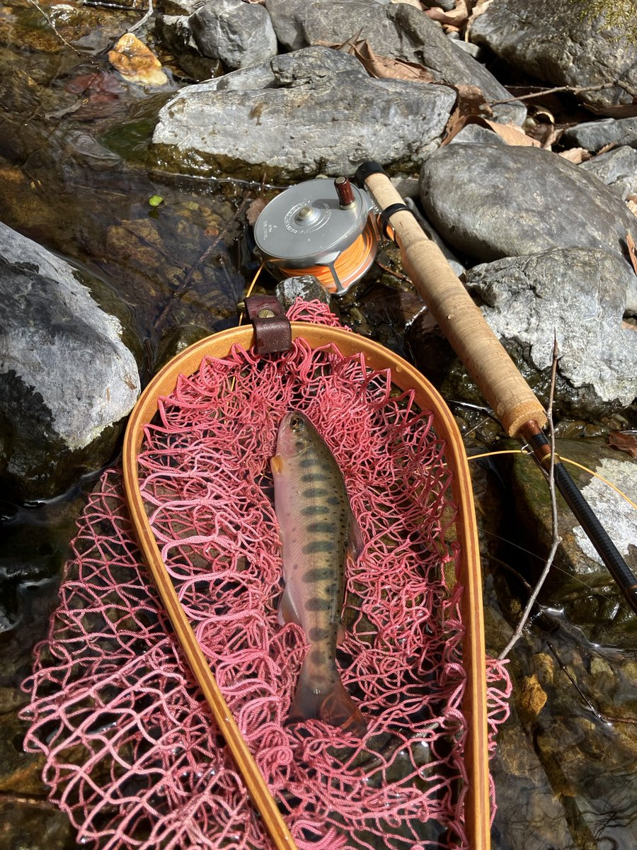 gachi_7134's tweet image. 今日は神さんとご一緒させてもらいました！
こっちはなんと桜が満開🌸
季節の進みの差を実感です♪
釣果は最初はどうなるかと思いましたが、5バラシ、つ抜けネットインで上出来です。
やっぱり山女魚は綺麗だなぁ🤩
#フライフィッシング
#flyfishing
#千曲川水系
#山女魚
#アマゴ
#岩魚