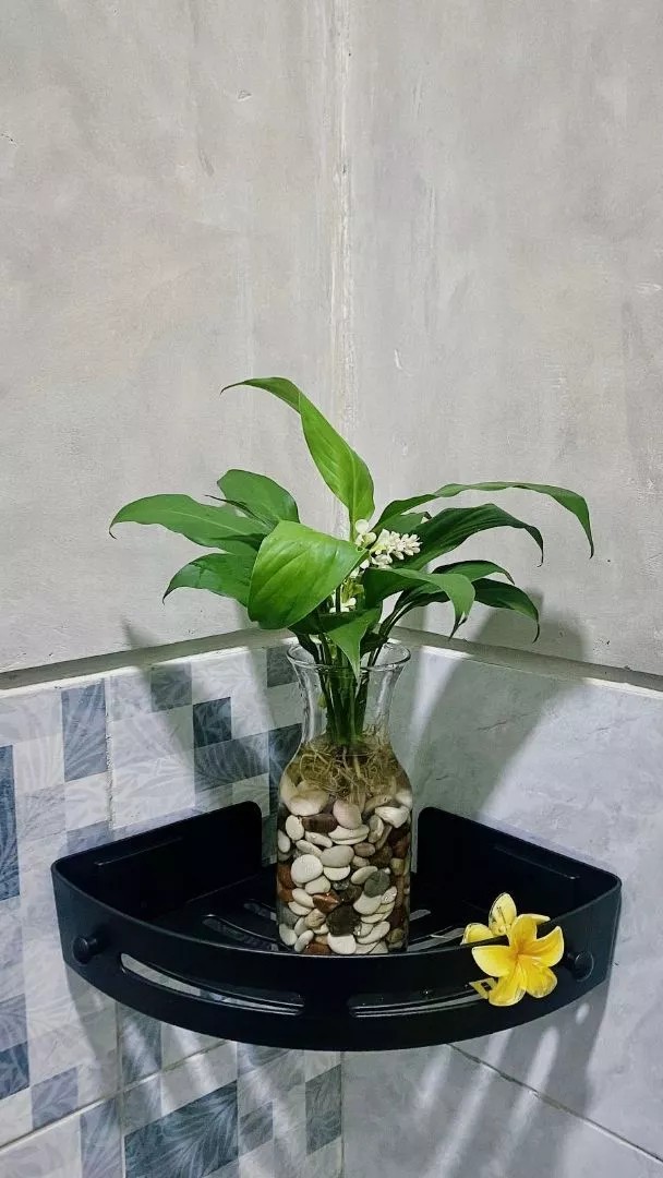 cadteya's tweet photo. - PEACE LILY

Tanaman indoor yang nyerap kelembaban dan racun udara. Gampang dirawatnya, cocok buat sudut ruangan yang kurang cahaya. Kalo kurang air daunnya suka letoy, tapi disiram dikit langsung comeback!

Cek disini, cuma 5000:
↪️https://t.co/tD4GWeG5iq https://t.co/PSx1JhnUOl