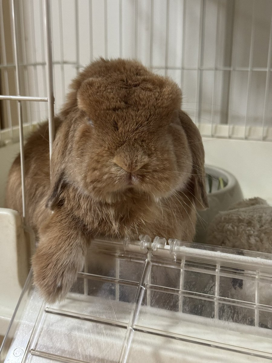 NATSU🐰P. 🛼🎀 A15-16 #CA11 tweet media