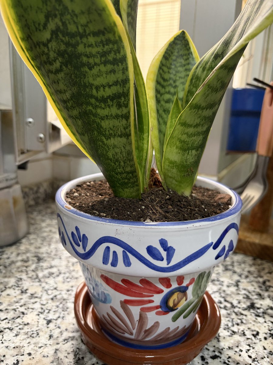 Laura🌻 tweet media