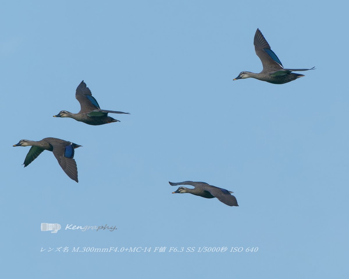 OJu_Ju's tweet image. おはようございまチュン🐥📷✨
「いつまでもサイタマにへばりついているから心にドス黒いモヤがかかるんだろう・・（＾ω＾）」と思うんだけど、人生を変えるのは住む場所を変えるのが一番手っ取り早いと思うワタシ・・・
#Morning | #BirdPhotography