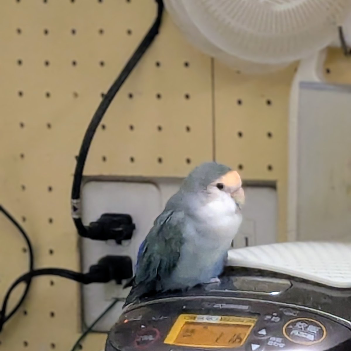 らま tweet media