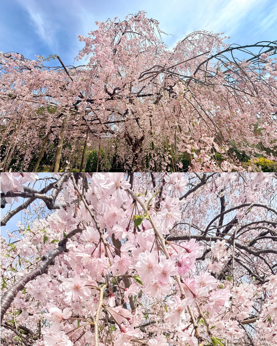 k_k_id's tweet photo. #北山緑化植物園 のイラスト展の会場で
#ラジオインタビュー を受けました。

いつもは絵で伝えていることを、言葉に。

さくらFM　#久保田利奈 さんの
「#ぶらりミュージアムめぐり」
2026/4/19（日）8:00〜8:30

お時間ありましたら、ぜひお聞きください。

#さくらFM #西��� #イラスト展 https://t.co/rzXxzpYsbc