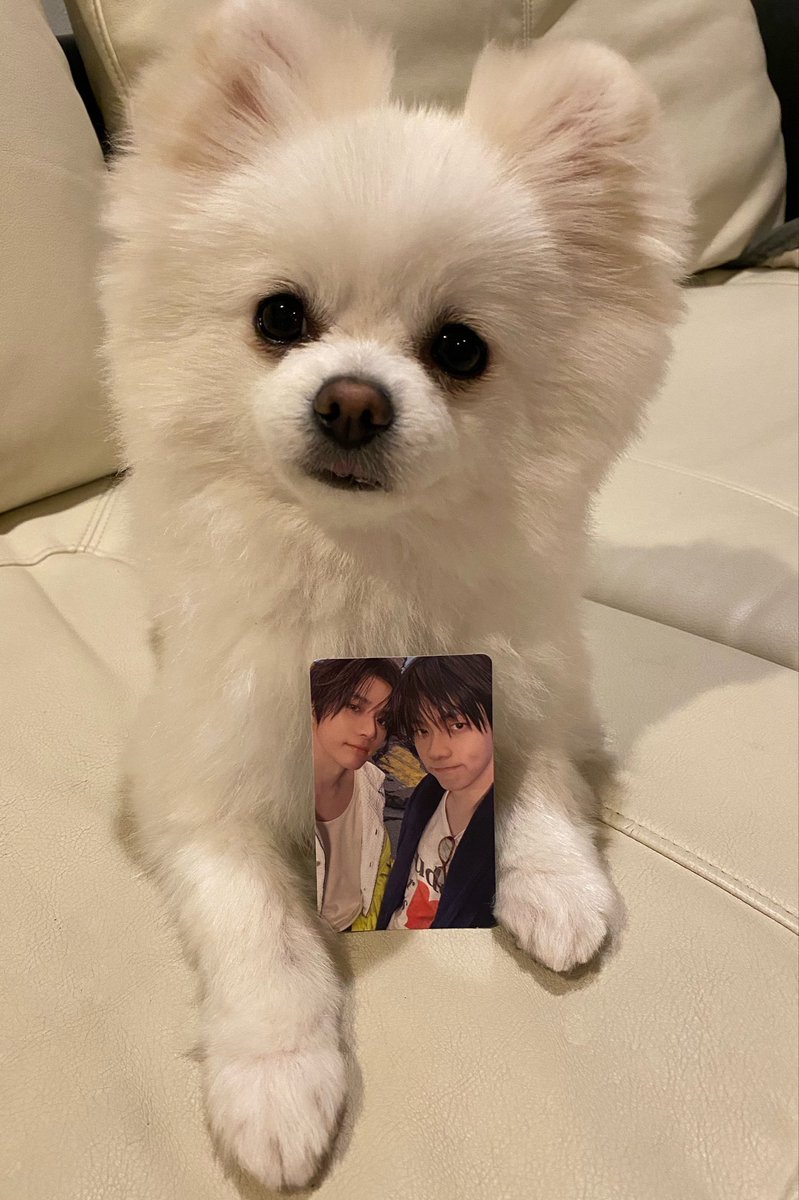 하즈규🧸🌰 tweet media