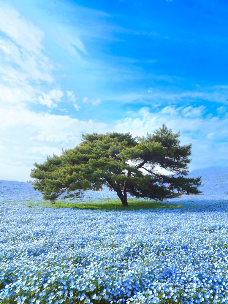 ねこまた。 tweet media