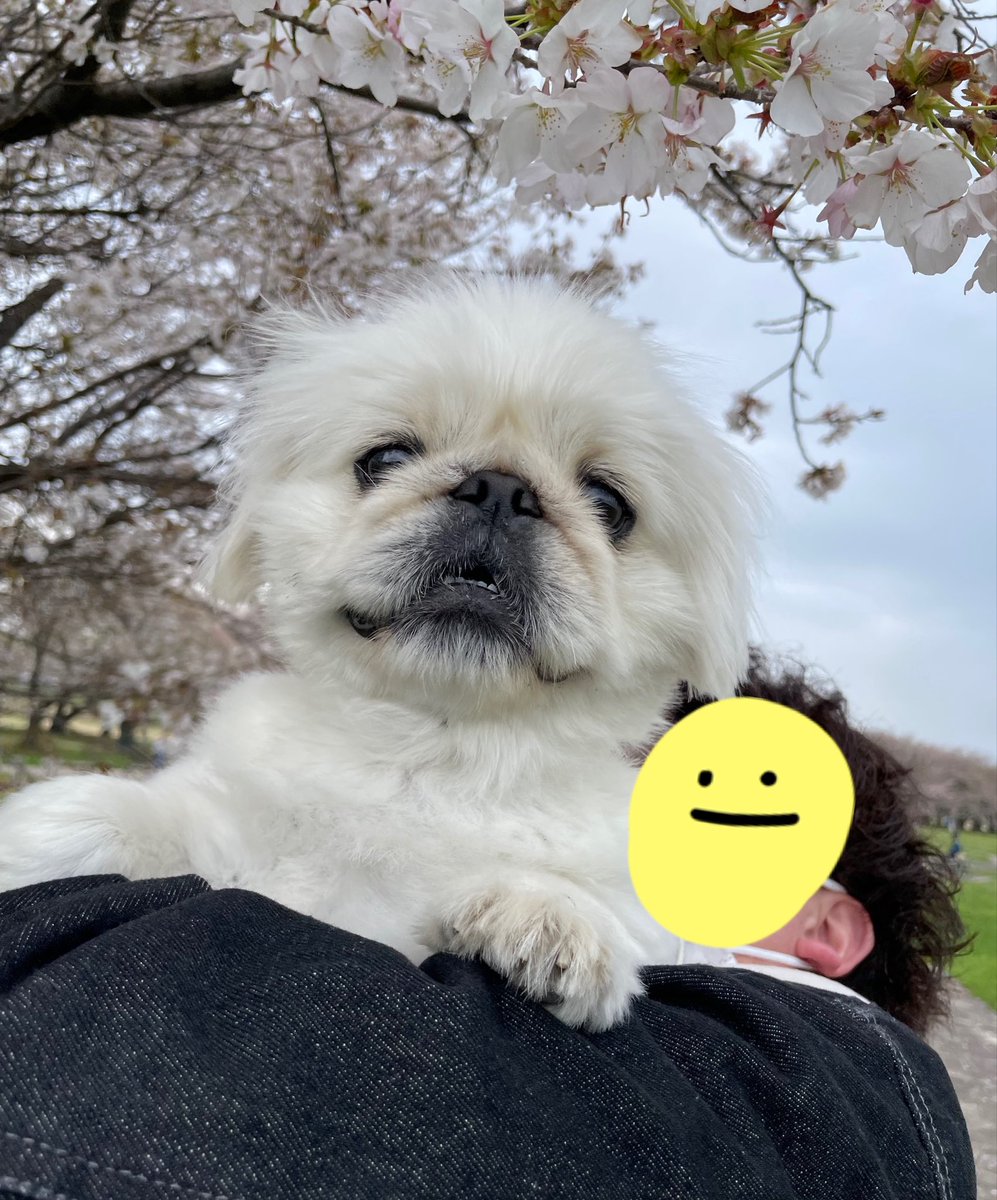 maaaaarshmallow's tweet photo. 来年は満開🌸見ようね https://t.co/TVlwgx83f5