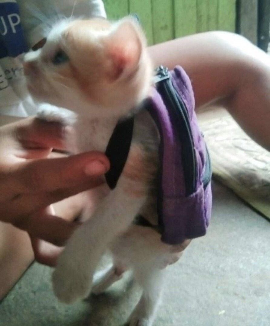 1% human 99% cat tweet media