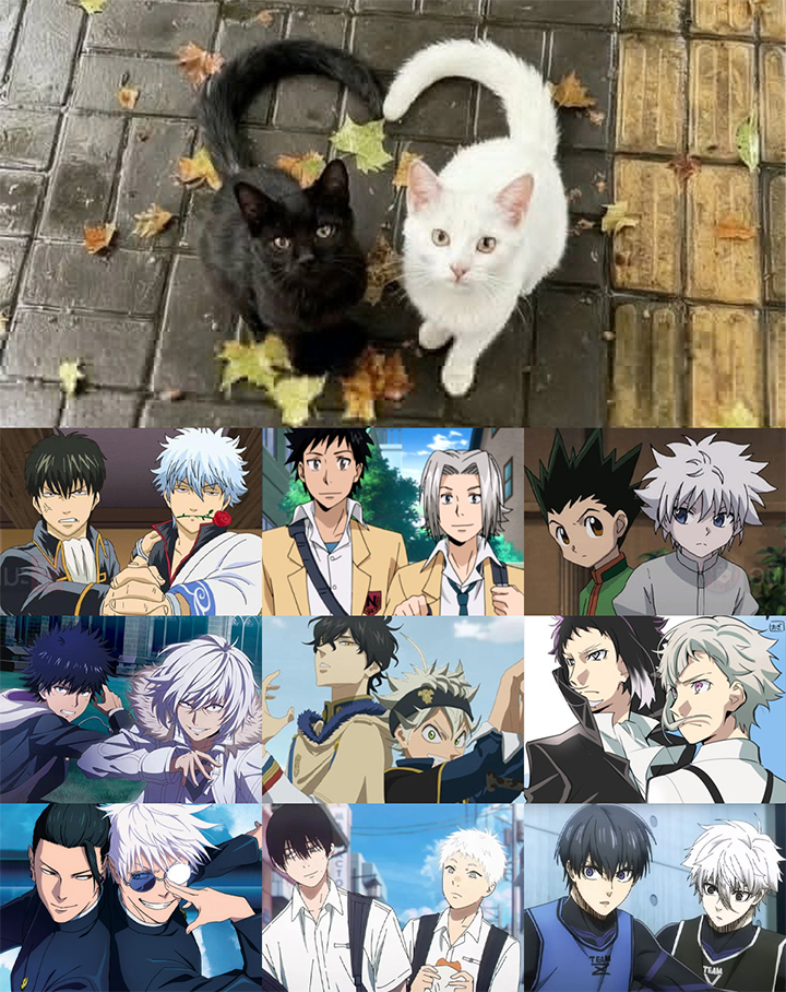 セフィラン@アニメ投稿の猫🐱 tweet media