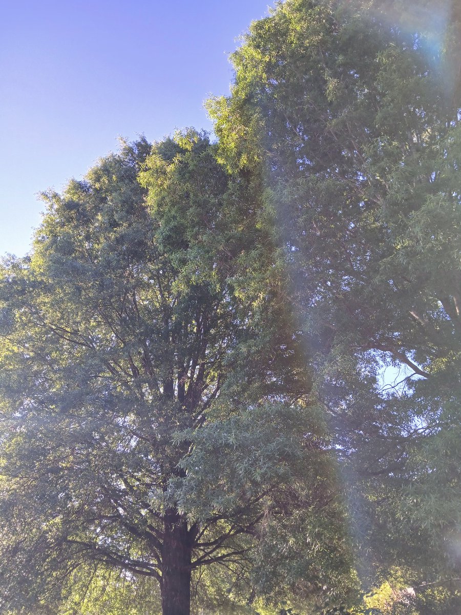 Plain•Jane•Doe tweet media